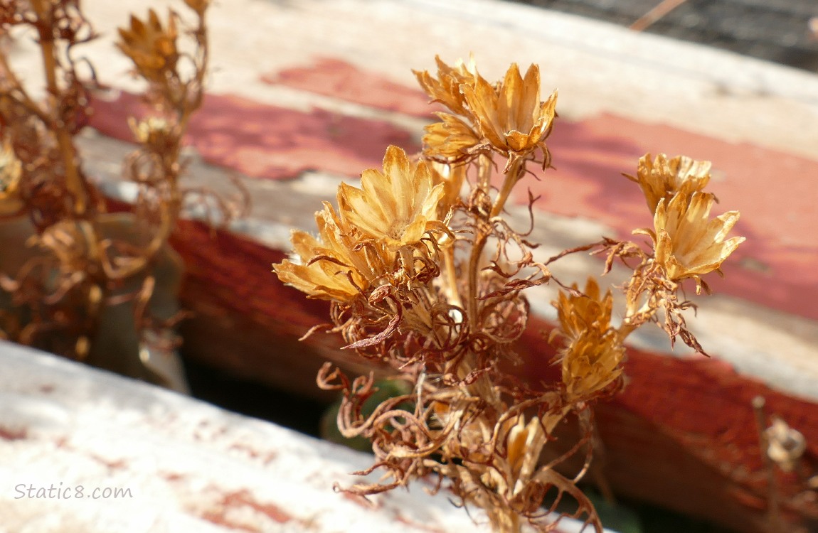 Unknown dried up wildflowers