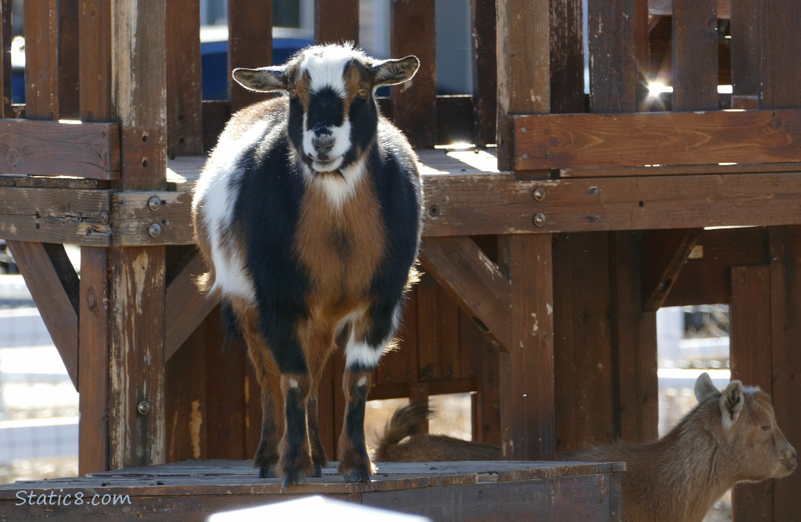 Goats on wood play structures