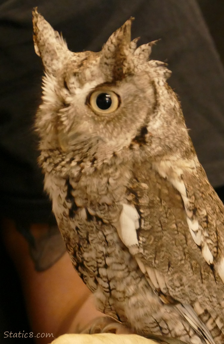 Eastern Screech Owl standing on someones arm