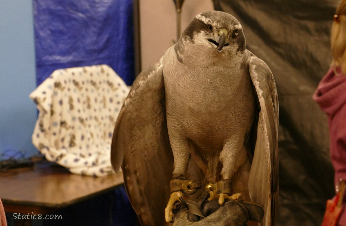 Northern Goshawk