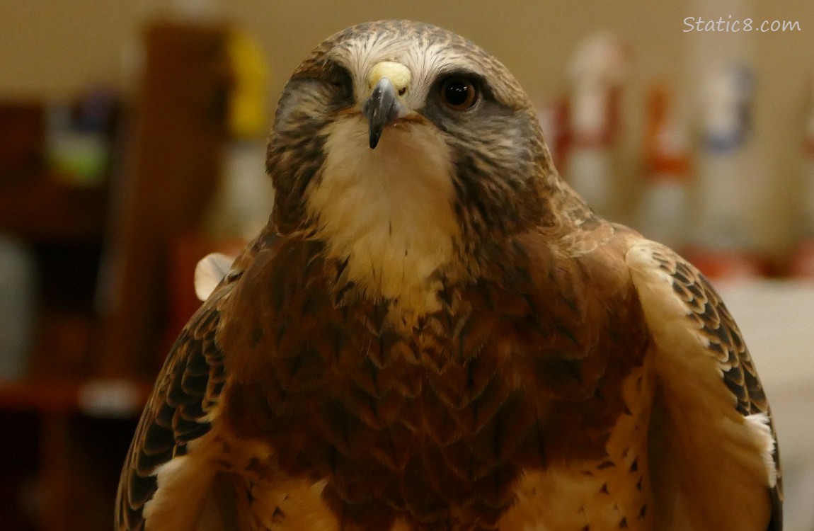 Swainson Hawk