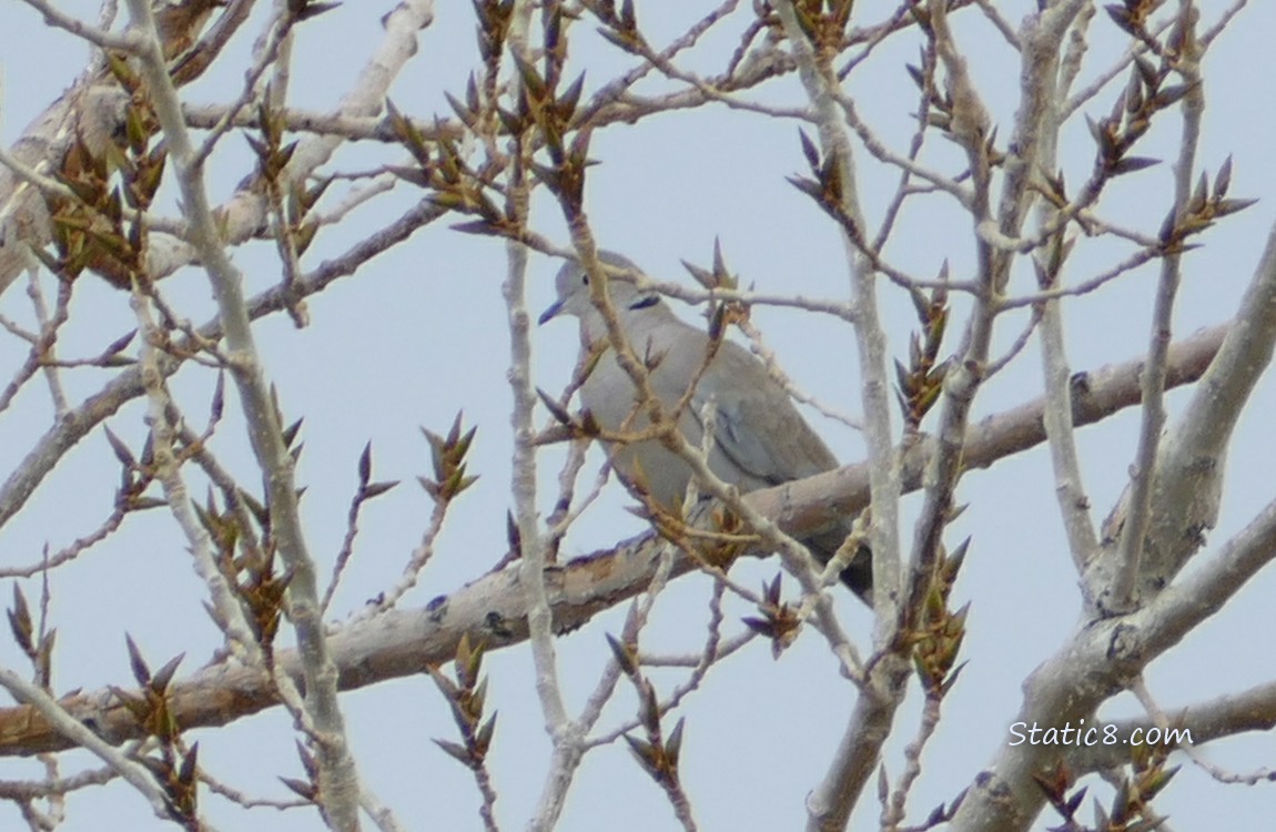 Eurasian Collarded Dove standing on a branch, surrounded by twigs