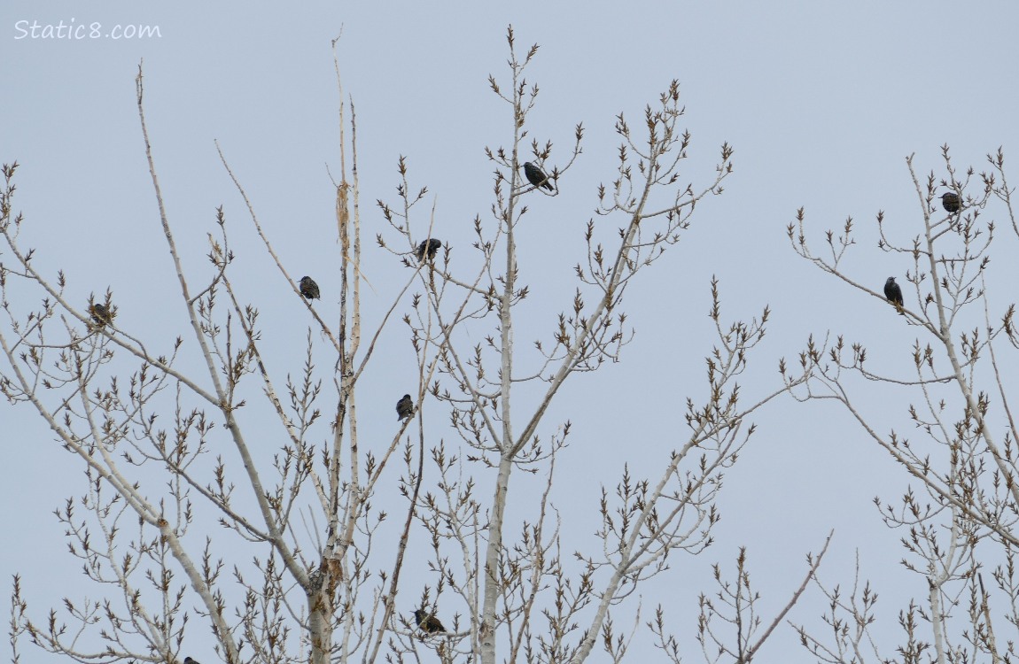 Starlings in a tree