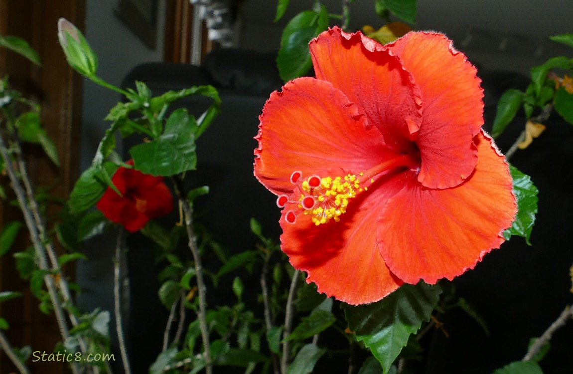 Hibiscus bloom