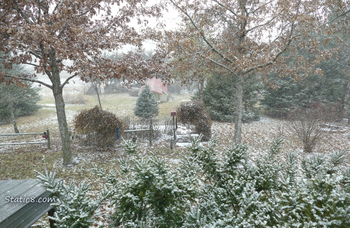 Dusting of snow in the back yard