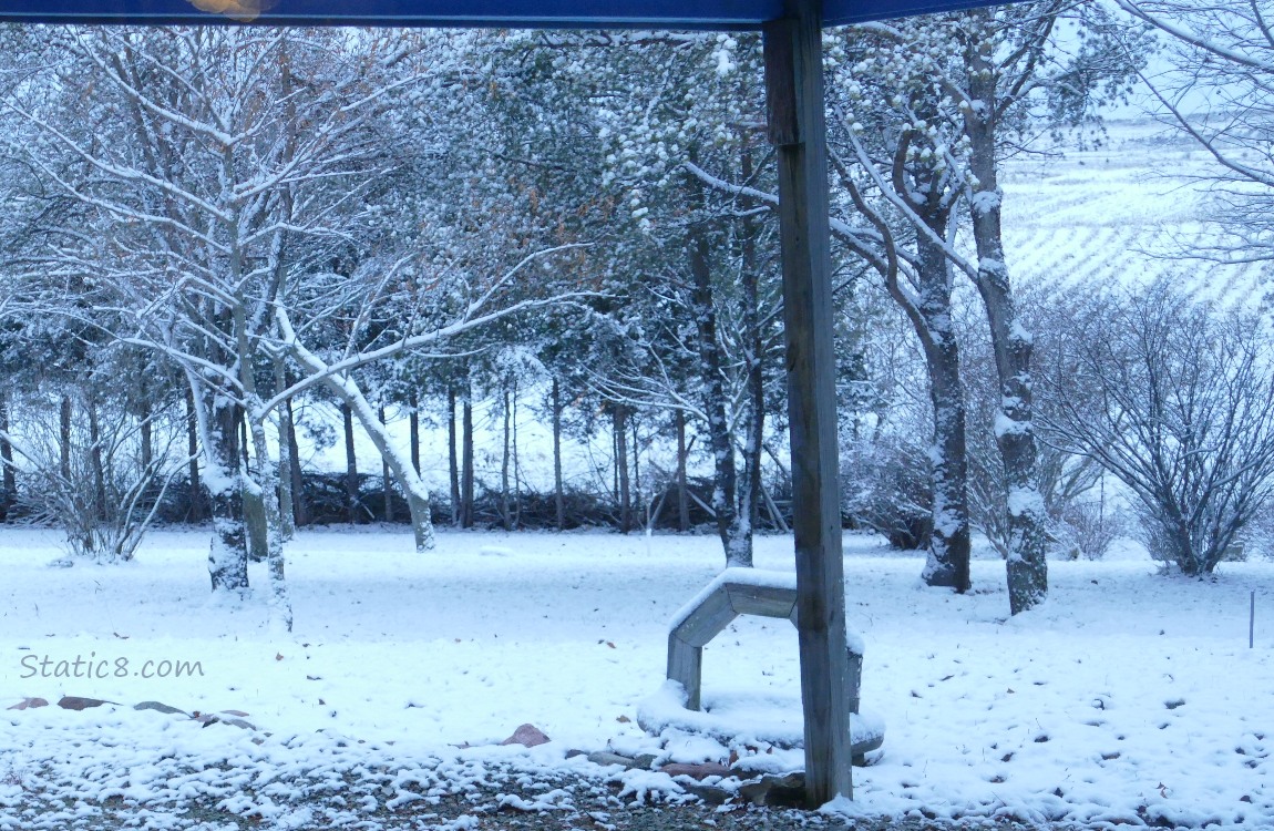 Trees and ground covered in snow