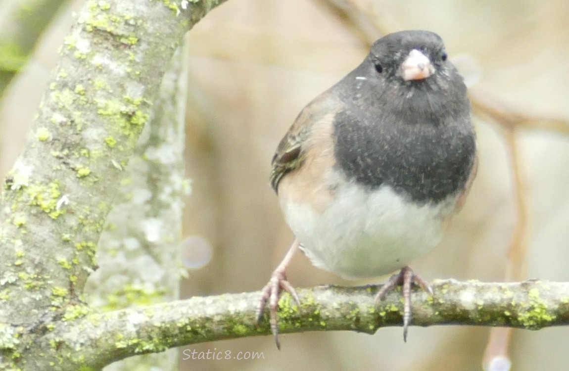 Dark Eye Junco standing on a twig