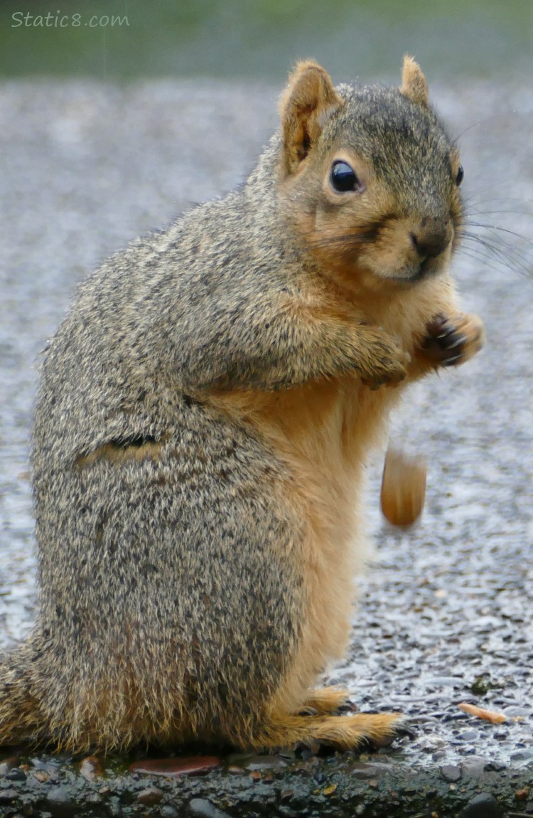 Squirrel standing on the sidewalk, dropping her peanut