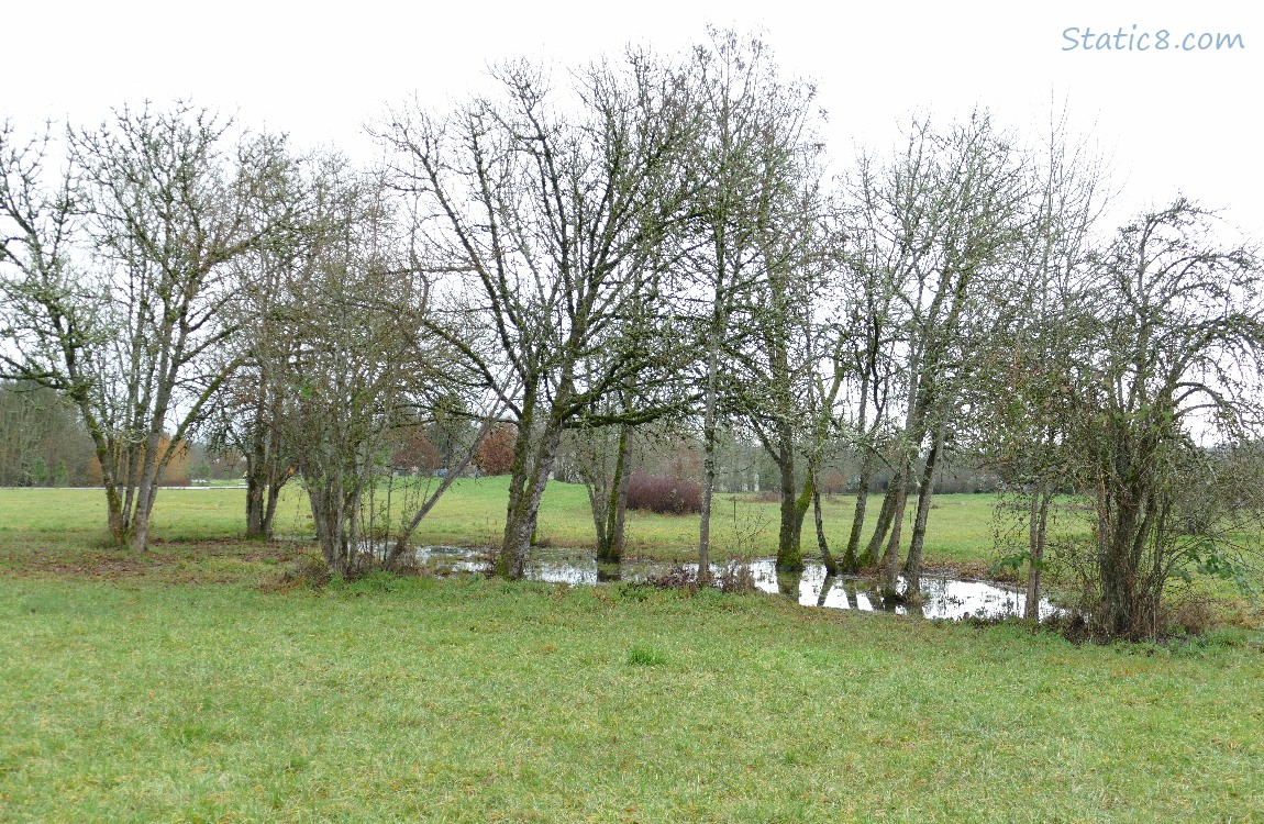 small puddle of water under some trees in a grassy area