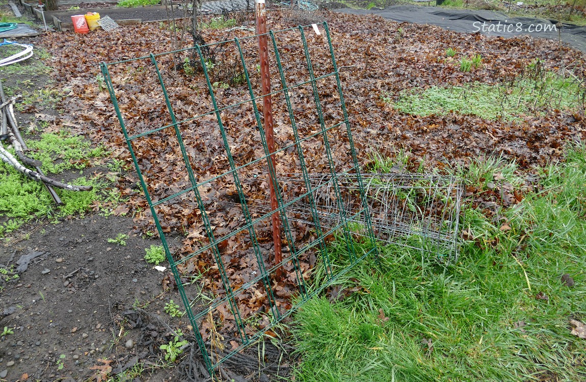 Garden plot with trellis and tomato cages