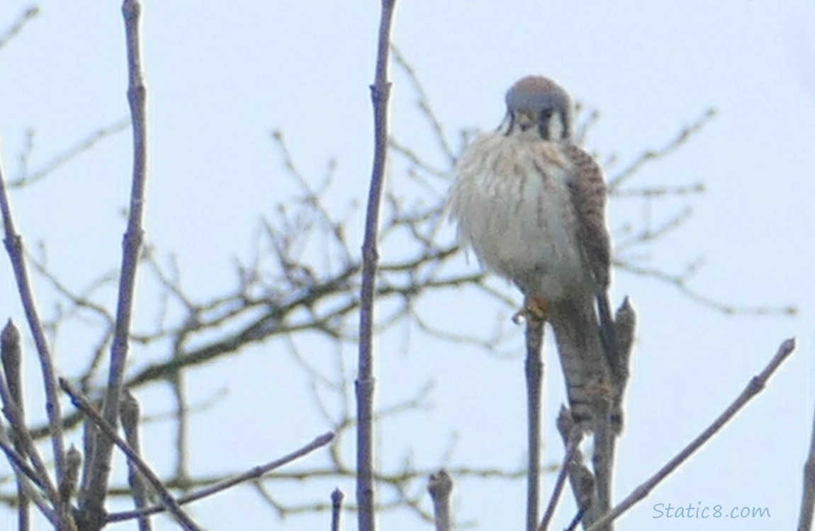 American Kestrel standing on a twig