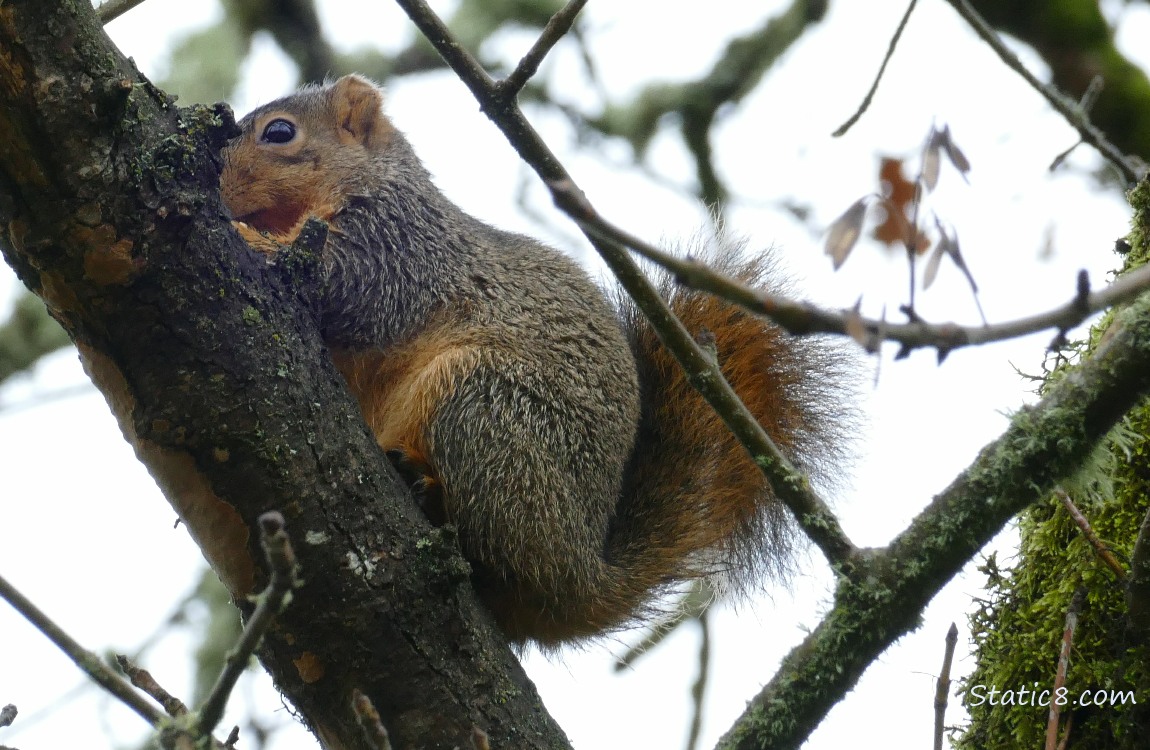 Squirrel sitting up on a branch