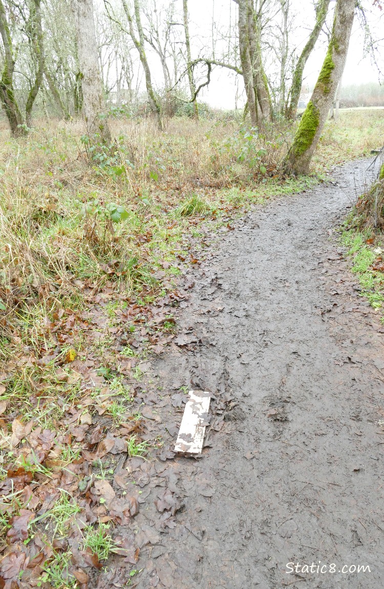 Path thru the forest