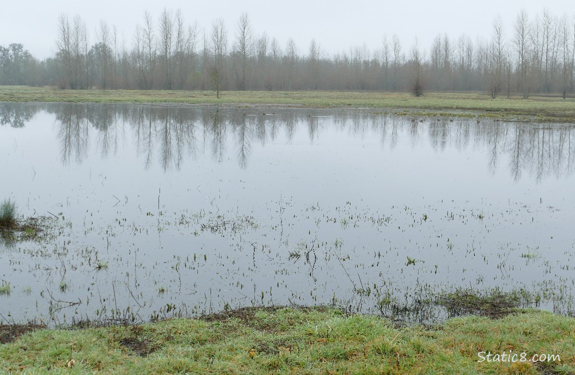 pond with trees in the background