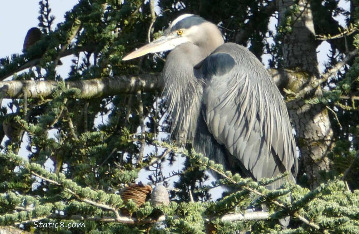 Great Blue Heron standing in a fir tree