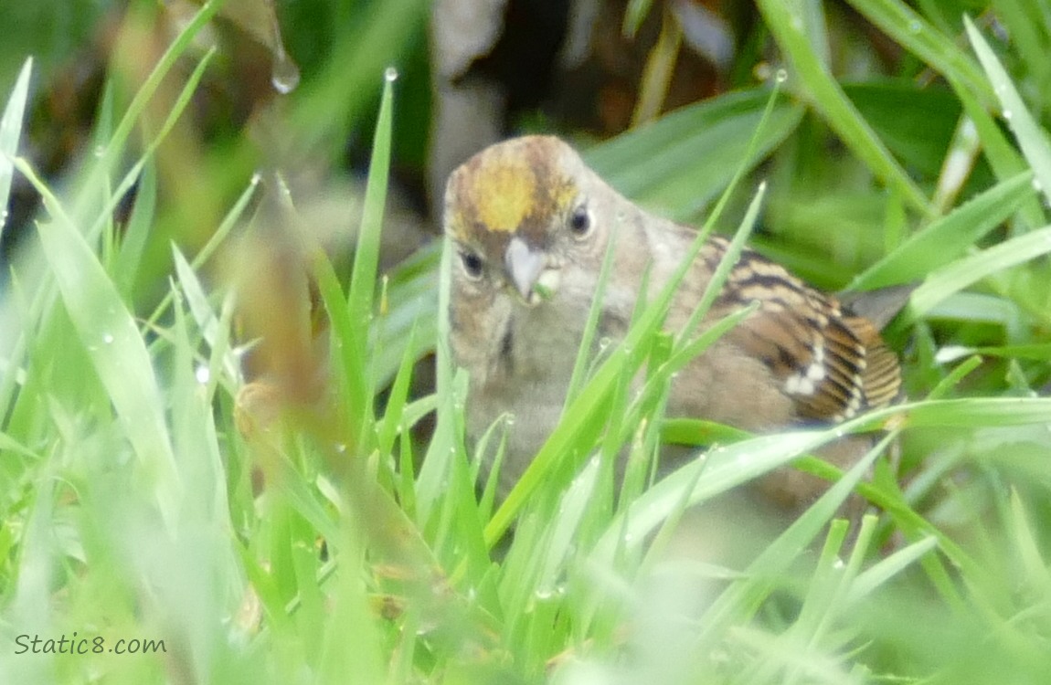 Sparrow in the grass