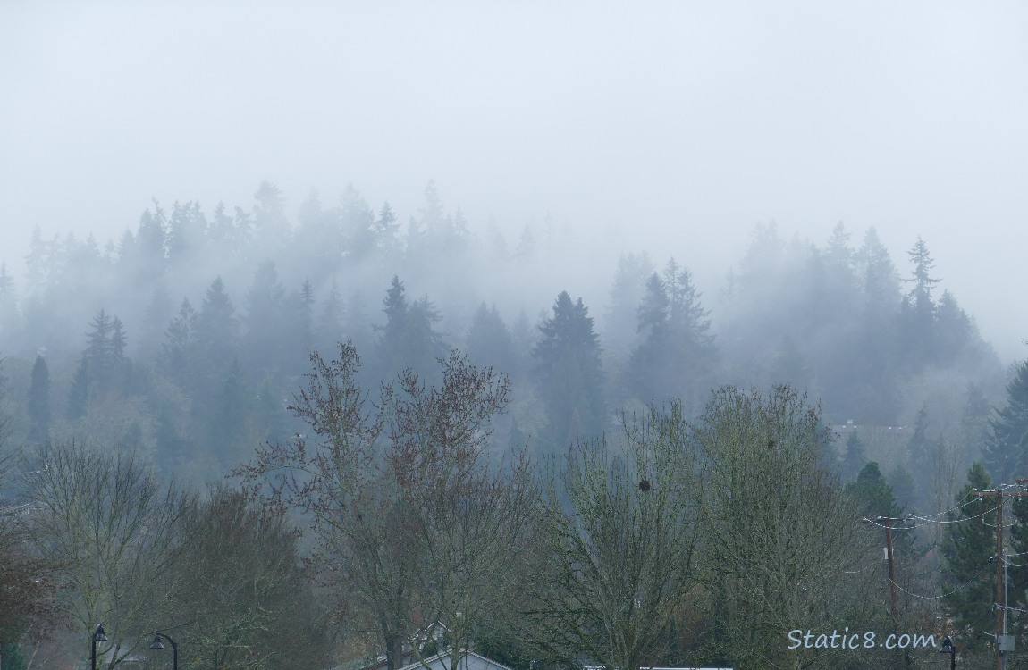 Foggy trees on the hill