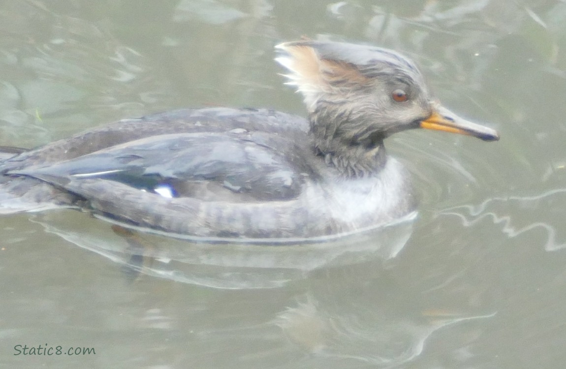 Female Hooded Merganser paddling in the water