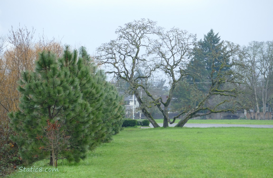 Pine Trees and a big, bare Oak Tree