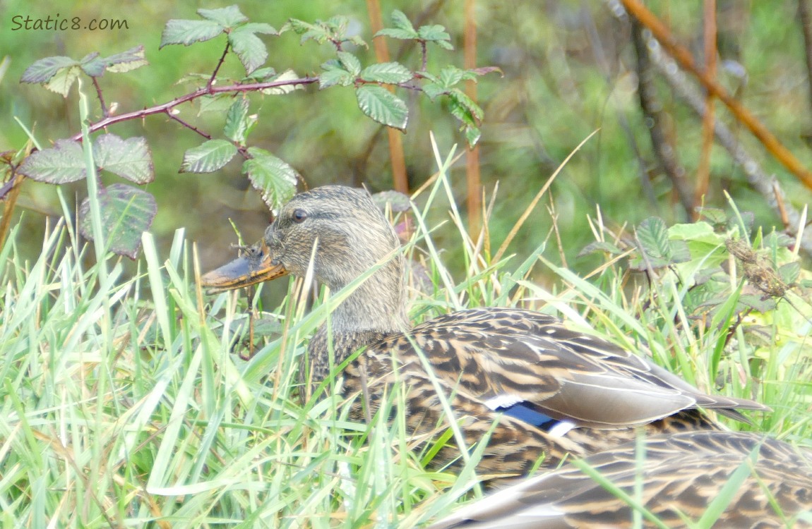 Female Mallard sitting in the grass