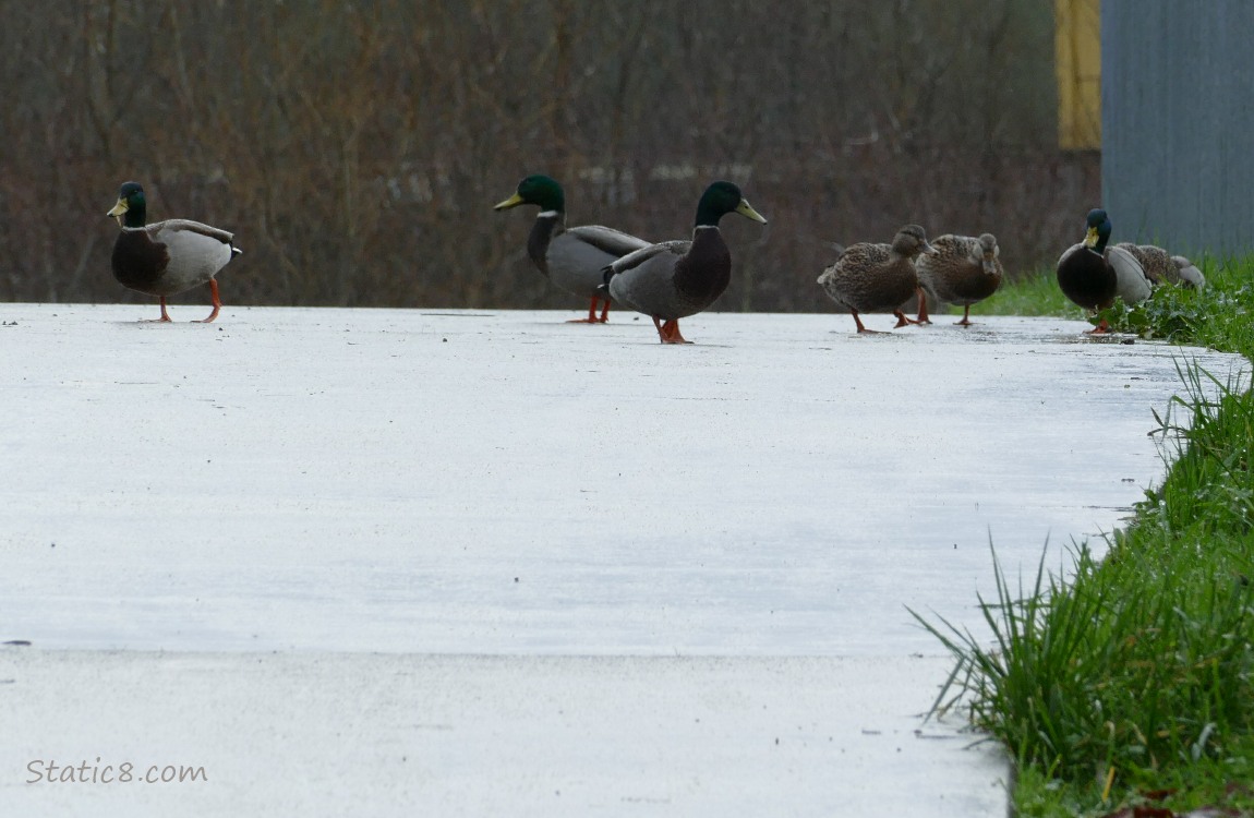 Mallards walking on the bike path