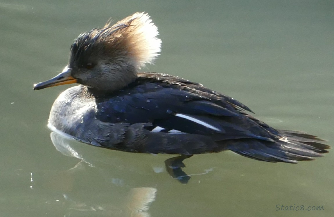 Female Hooded Merganser on the water