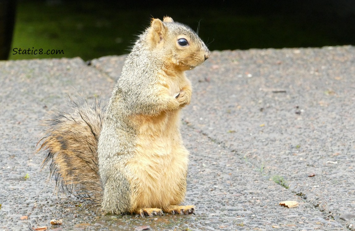 Squirrel standing up on the sidewalk