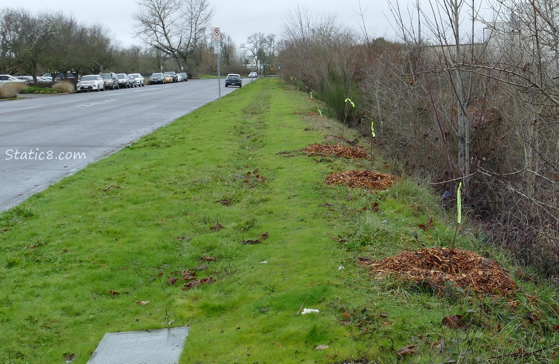 A road, next to a grassy strip, and bright yellow streamers marking new trees