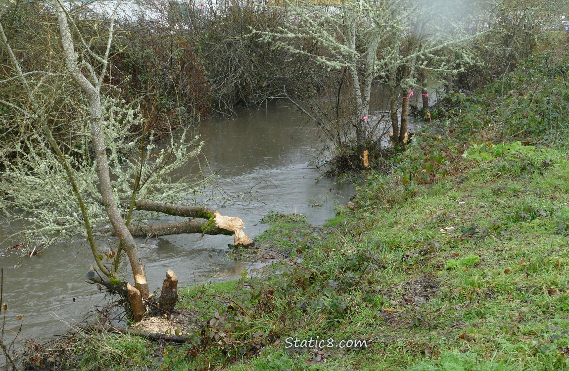 Trees along the creek that have been chewed down by a beaver