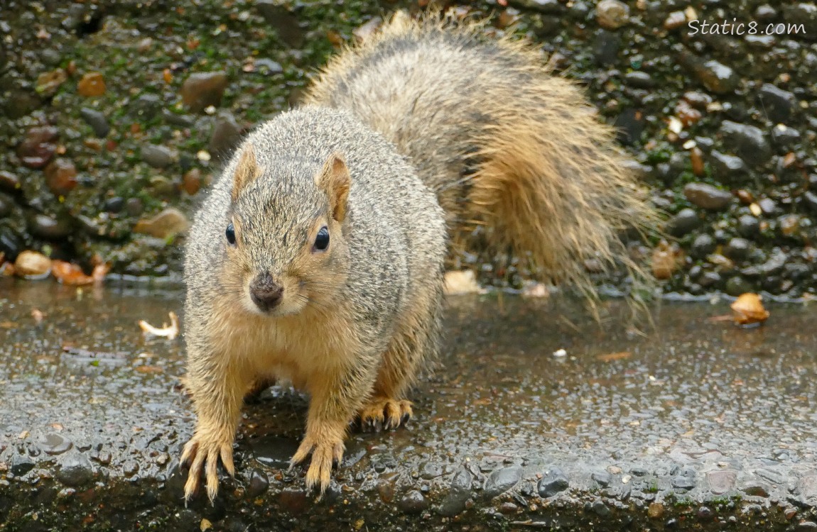 Squirrel standing on the step