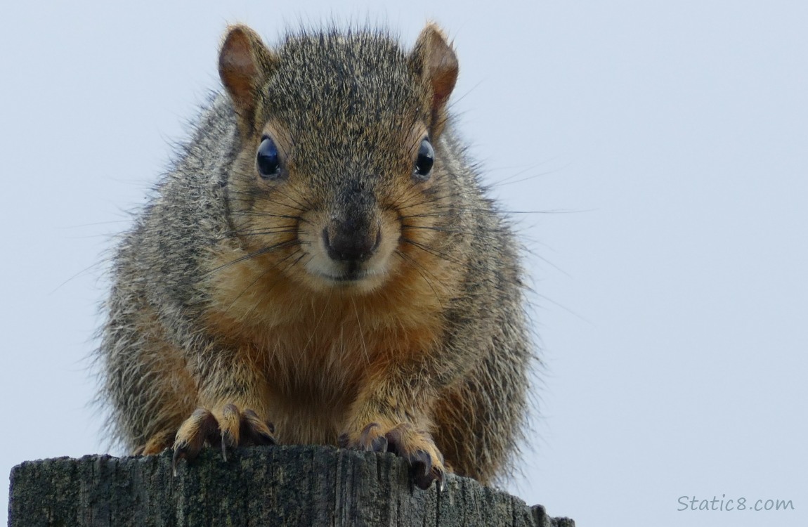 Young Squirrel standing on a wood post