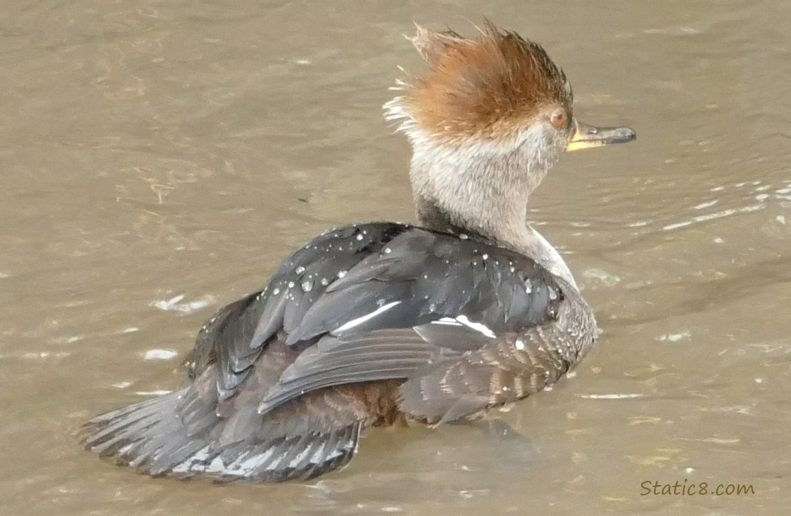 female Hooded Merganser paddling on the water