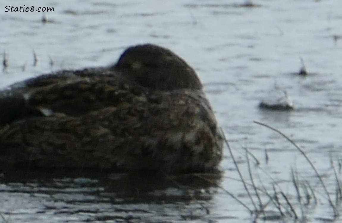 Sleeping mallard and a raindrop deforming the water behind her