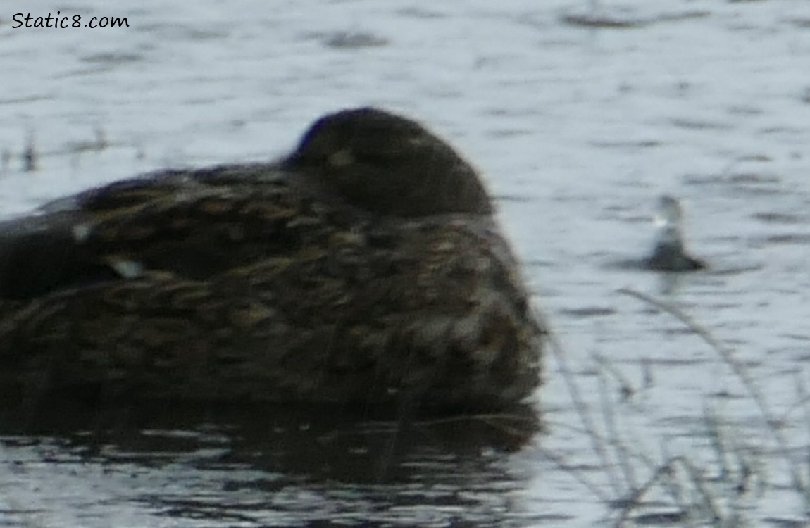 Sleeping mallard and a raindrop deforming the water behind her