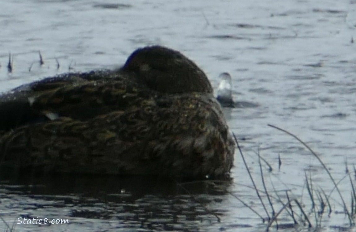 Sleeping mallard and a raindrop deforming the water behind her