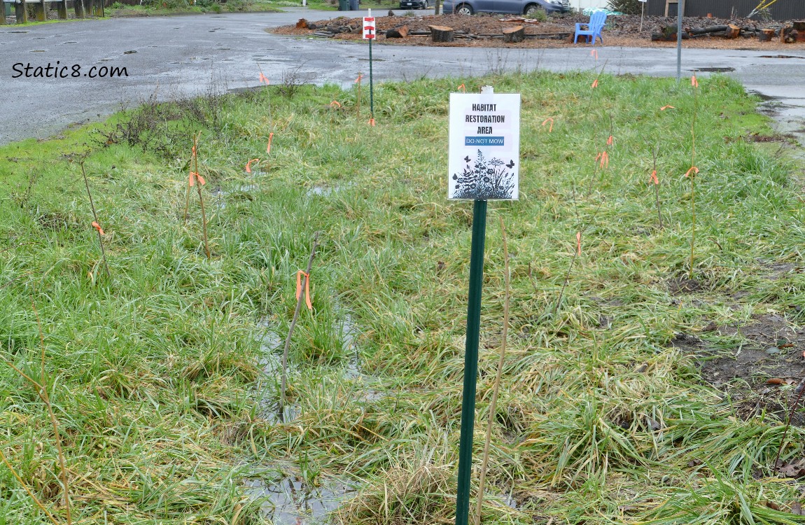 sticks marked with orange ribbons, in grass