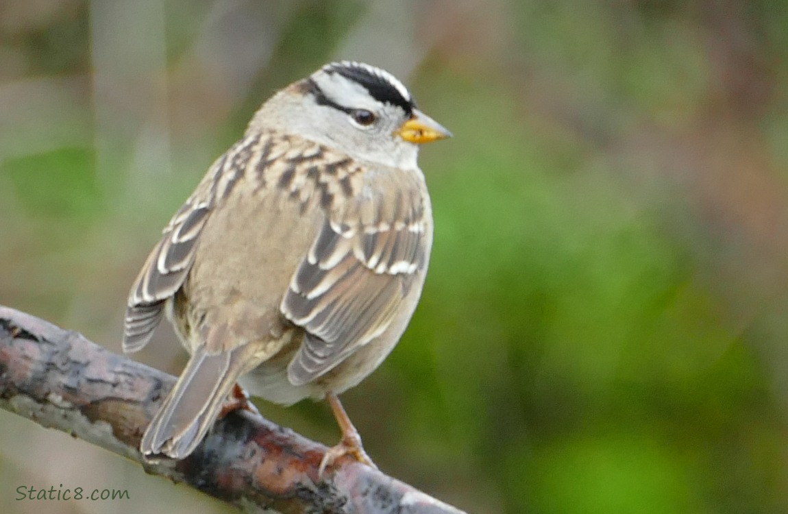 White Crown Sparrow, standing on a branch