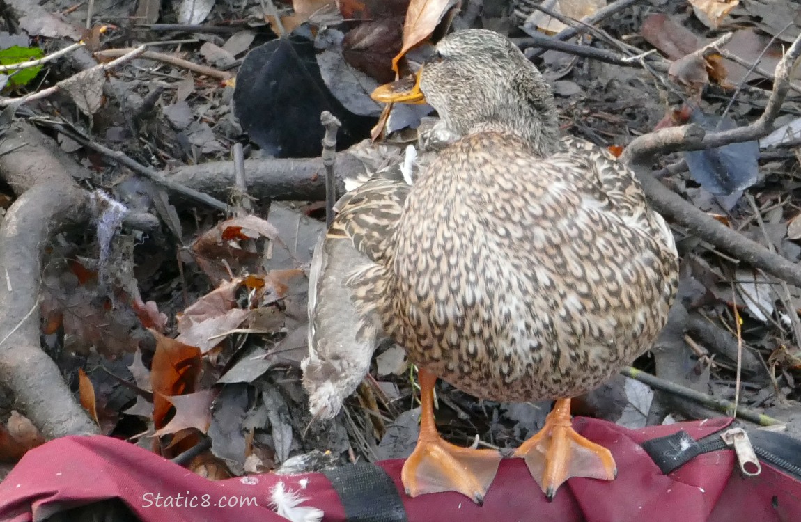 Female Mallard preening on a red duffle bag on the bank of the creek