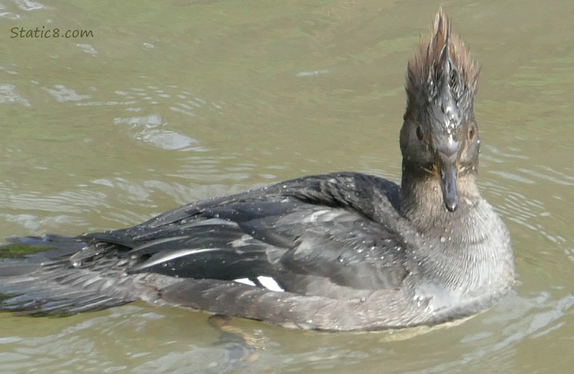 Hooded Merganser, paddling on the water