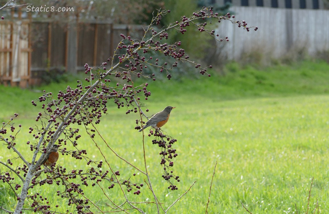 Robins standing in a winter bare awthorn sapling, full of berries