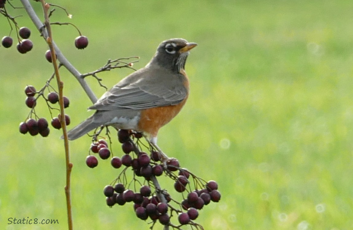 Robin standing on a hawthorn twig