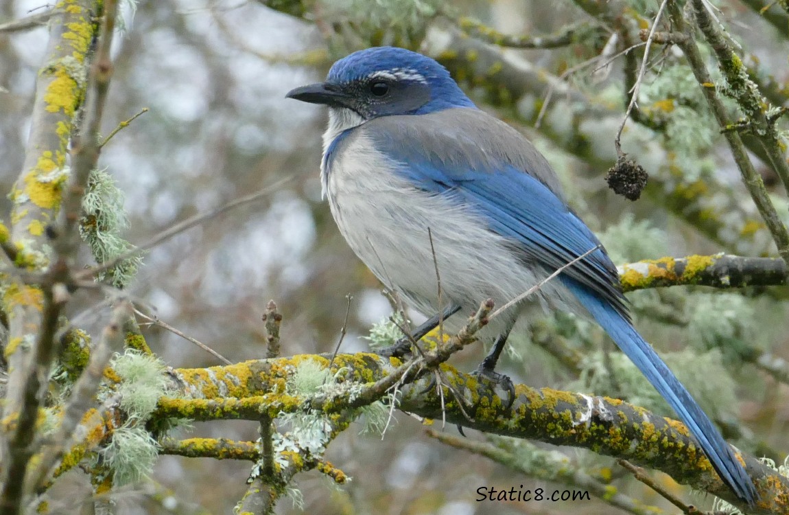 Scrub Jay standing on a mossy stick