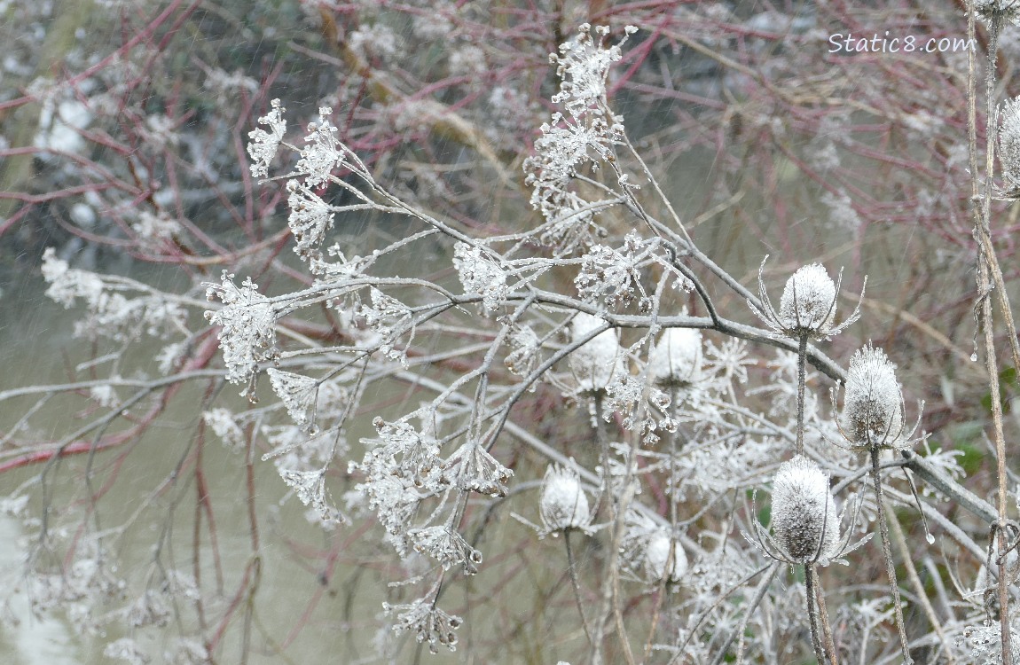 Ice coating weeds by the creek