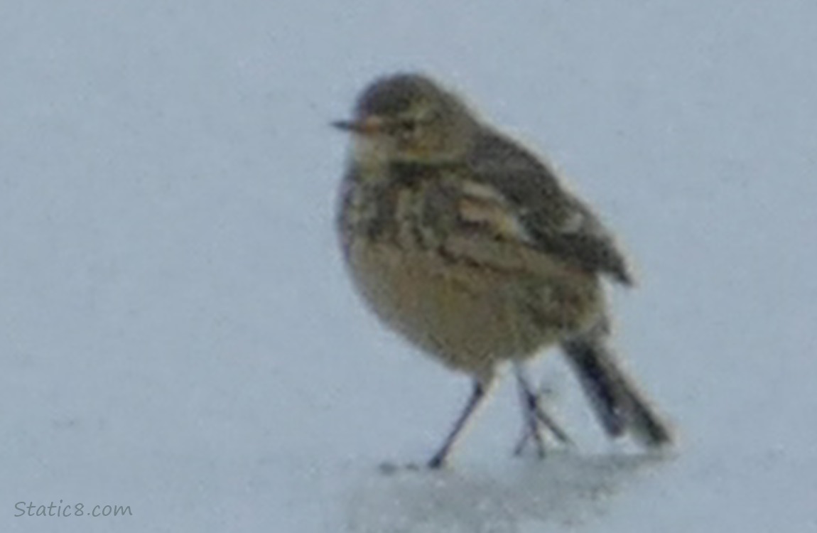 blurry Hermit Thrush in the snow