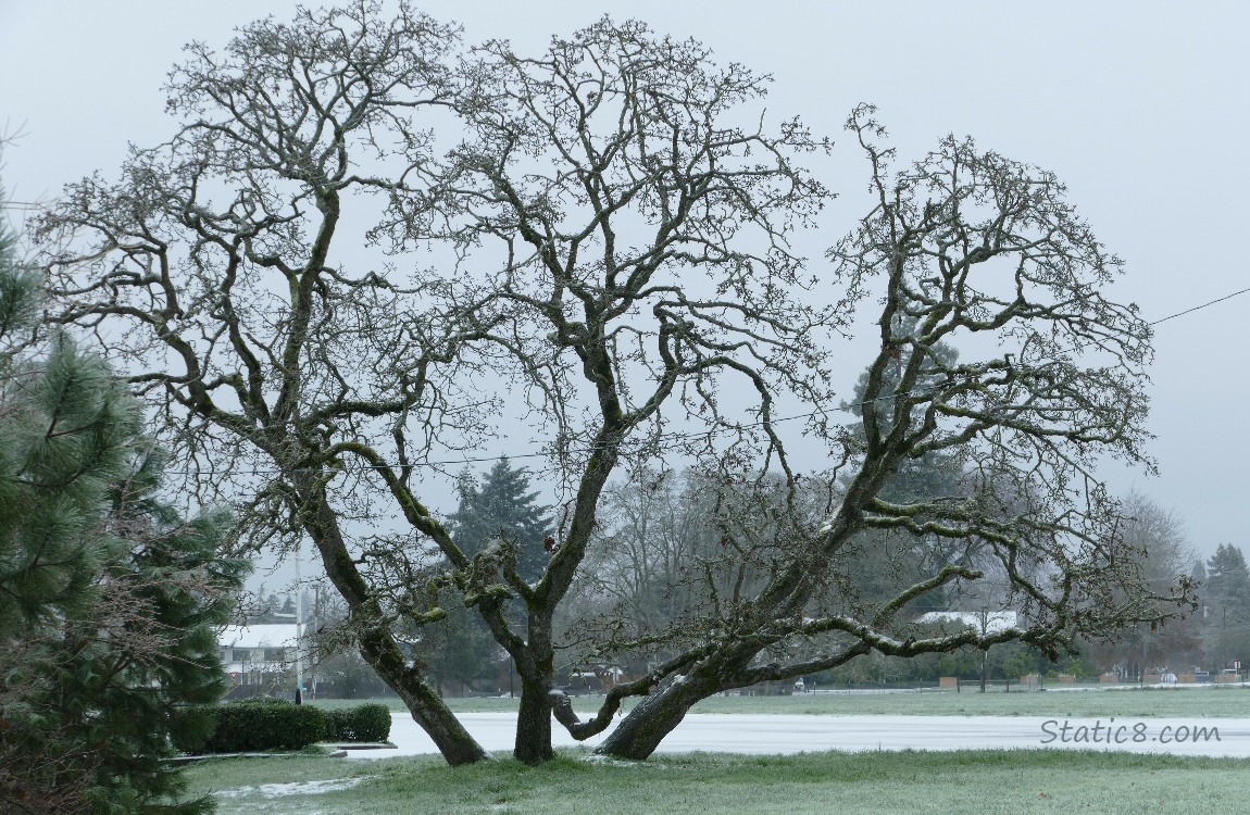 winter bare oak tree