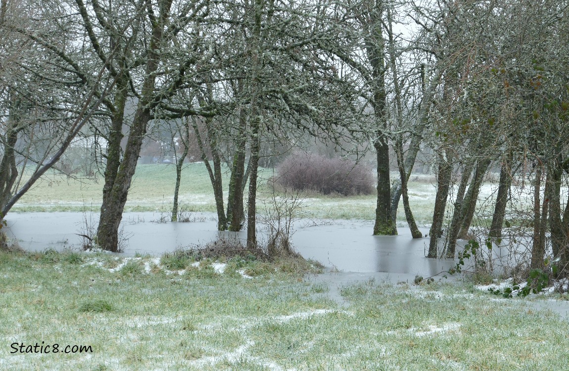 Wet prairie pond with snow covering the water and trees