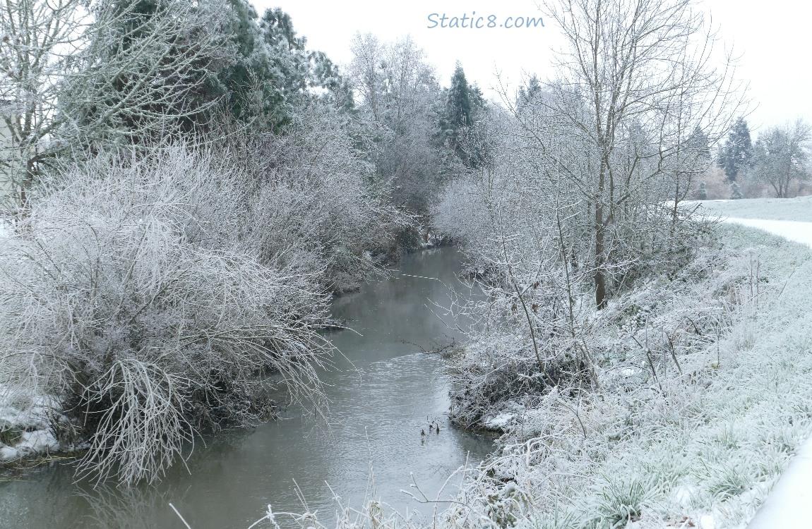 Trees along the creek, covered with ice. the bike path curves around on the right