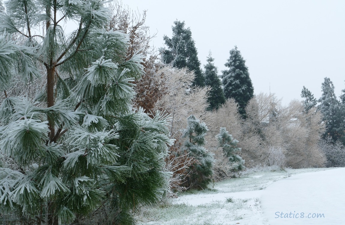 Ice covered trees along the bike path