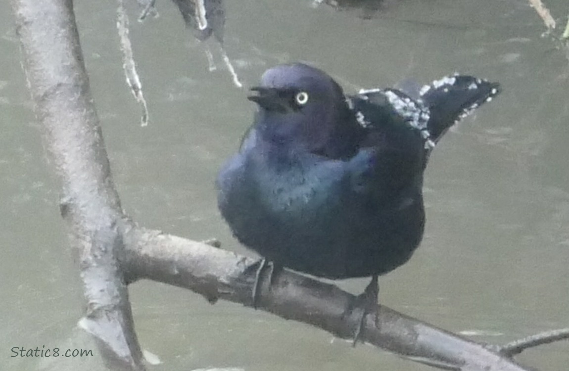 Blackbird standing on a stick over the water