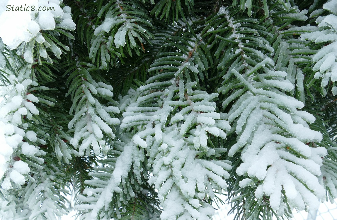 Pine needles loaded down with thick ice